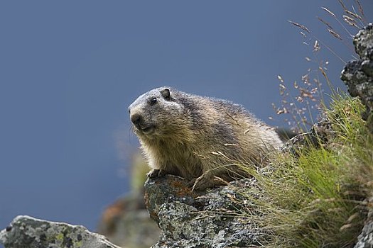 阿尔卑斯土拨鼠,上陶恩山国家公园,奥地利,阿尔卑斯山
