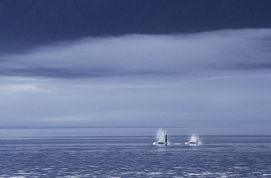 加拿大,不列颠哥伦比亚省,约翰斯顿海峡,逆戟鲸,平面,静水,雾状,天空