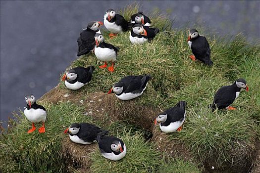 大西洋海雀,冰岛,北极