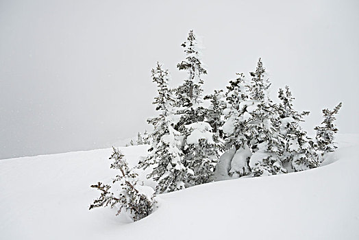 积雪,常青树,山,惠斯勒,不列颠哥伦比亚省,加拿大