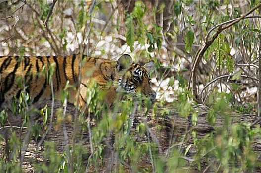 虎,幼兽,树林,伦滕波尔国家公园,拉贾斯坦邦,印度