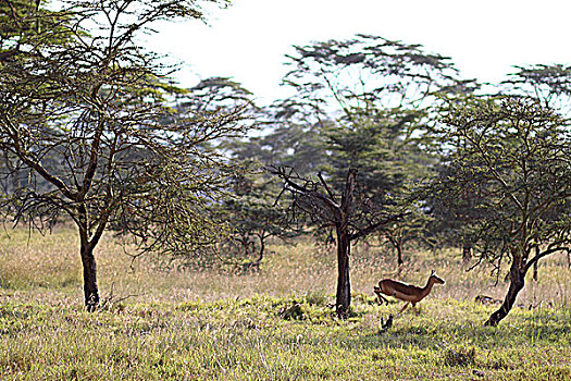 肯尼亚非洲大草原羚-奔跑跳跃