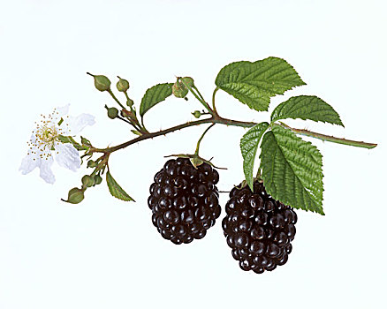 黑莓,枝头