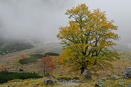 彩色,大槭树,正面,低,层云,上巴伐利亚