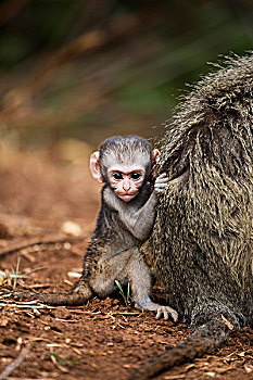 长尾黑颚猴,幼仔,拿着,毛皮,林波波河,南非