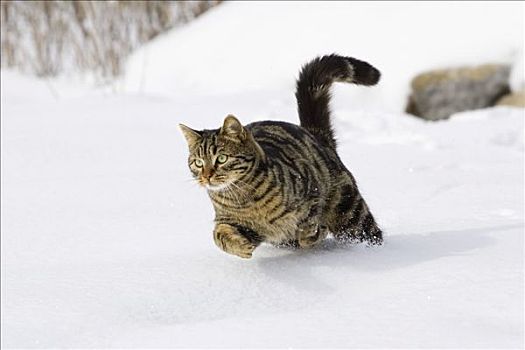 猫,跑,雪中,家猫,雄性,德国