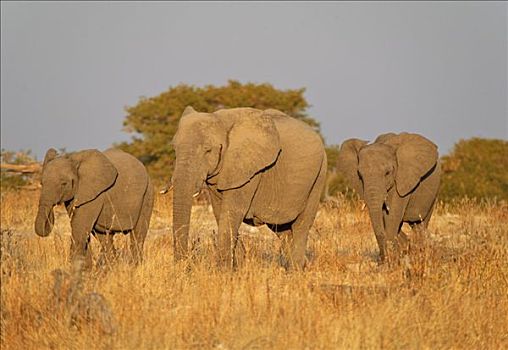 非洲,灌木,大象,非洲象,靠近,水坑,埃托沙国家公园,纳米比亚