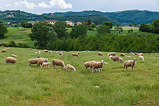 绵羊,草地,攀升,翁布里亚,意大利