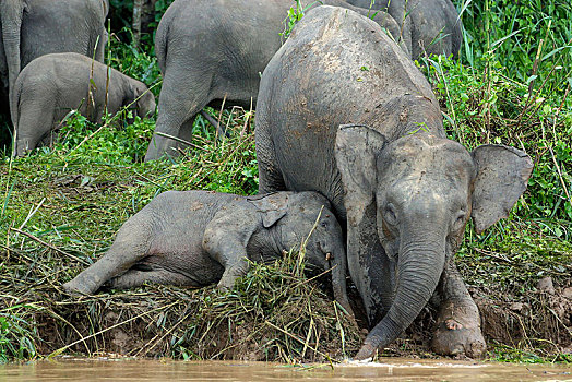 婆罗洲,俾格米人,大象,象属,小动物,喝,河,雨林,沙巴,马来西亚,亚洲