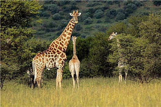 长颈鹿,自然生境