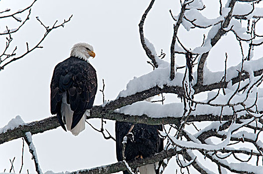 美国,阿拉斯加,海恩斯,十一月,契凯特白头鹰保护区,白头鹰,雪,树