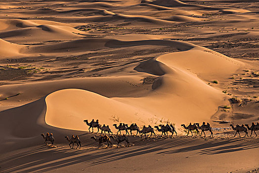 成群,骆驼,走,巨大,沙丘,戈壁沙漠,蒙古,亚洲
