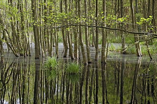 沼泽,木头,国家公园,德国