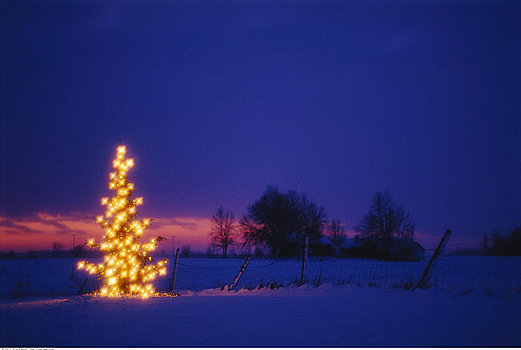 灯光,树,冬天