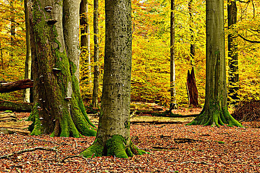 自然,混合,落叶林,老,橡树,山毛榉,秋天,施佩萨特,自然公园,巴伐利亚,德国,欧洲