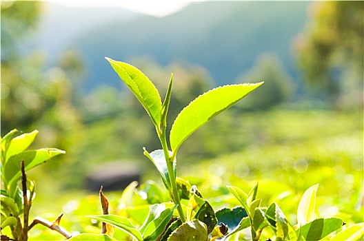 茶叶,种植园