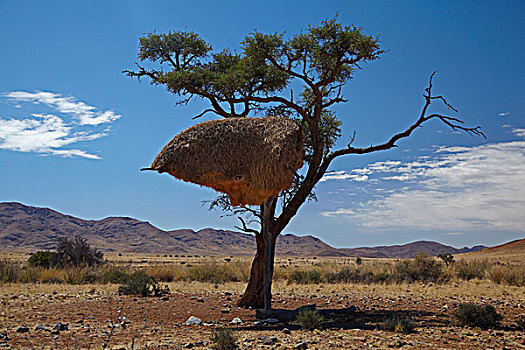 鸟窝,纳米布沙漠,南方,纳米比亚,非洲
