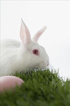兔子,粉色,蛋