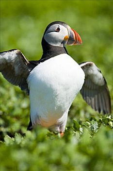 大西洋角嘴海雀,法恩群岛,诺森伯兰郡,英格兰
