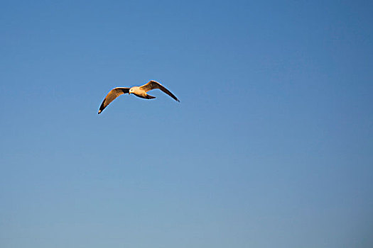 海鸥,翱翔,魁北克,加拿大