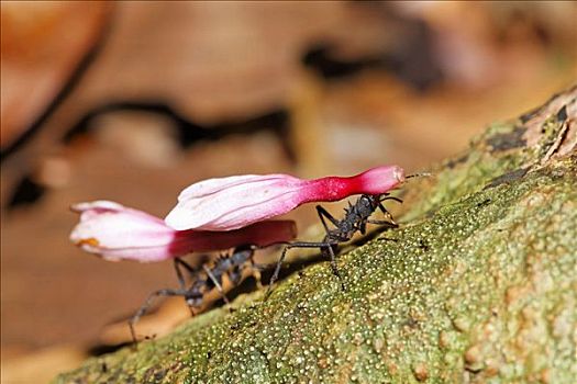 蚂蚁,切叶蚁,哥斯达黎加