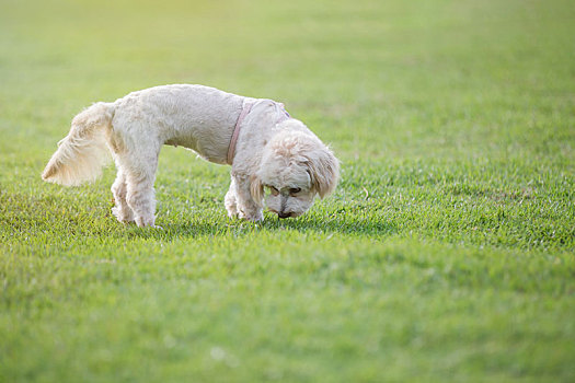 户外公园草地上白色的宠物小狗