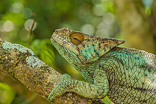 madagascar马达加斯加变色龙微距