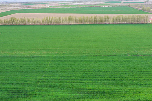新疆双河市3万亩冬小麦长势喜人