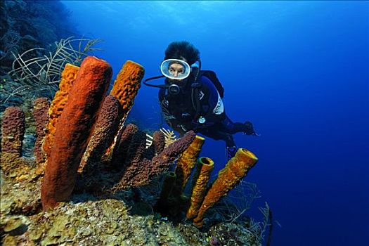 潜水员,看,多样,海绵,倾斜,珊瑚礁,伯利兹,中美洲,加勒比海