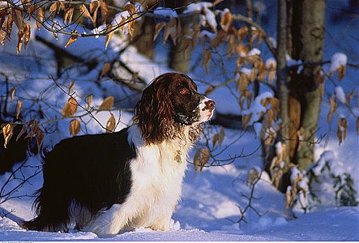英国史宾格犬,冬天