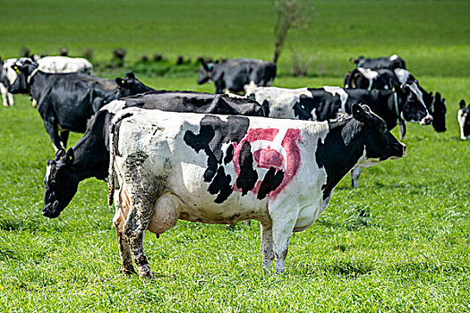 黑白花牛,母牛,红色,环境,丹麦,绿色,草地,春天