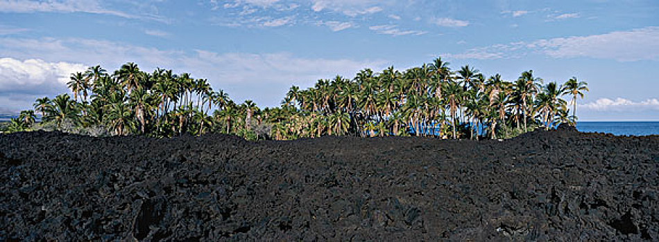 夏威夷,黑沙,海滩,大幅,尺寸