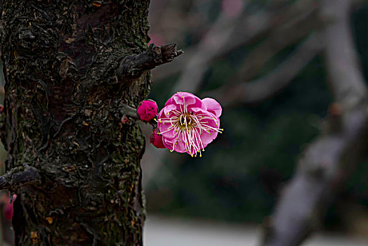 梅花怒放,春梅绽放