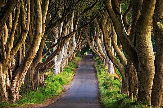 山毛榉树,道路,暗色,树篱,安特里姆郡,北爱尔兰,英国,欧洲