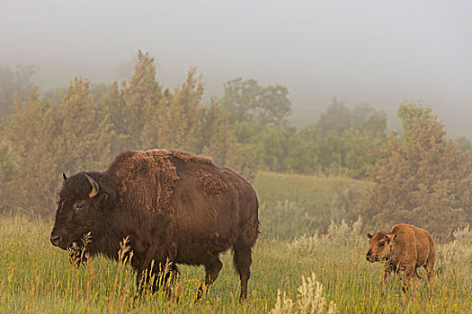野牛,西奥多罗斯福国家公园,北达科他,美国