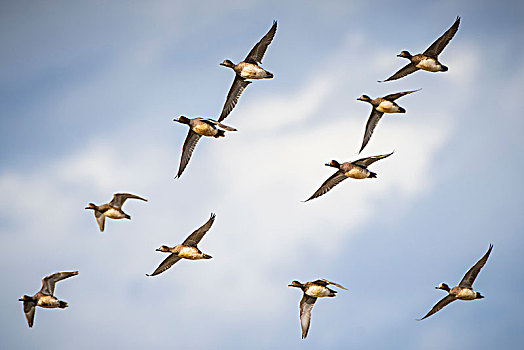 成群,赤颈鸭,飞行,湿地,海洋,诺福克,英格兰