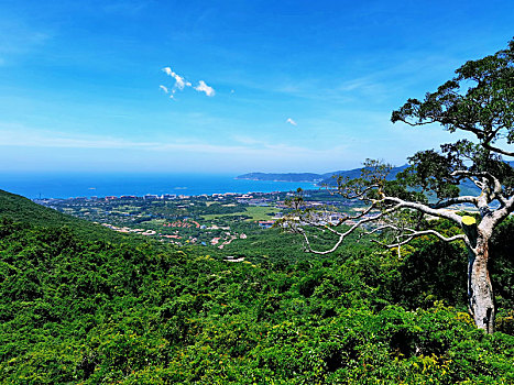 海南三亚热带天堂森林公园