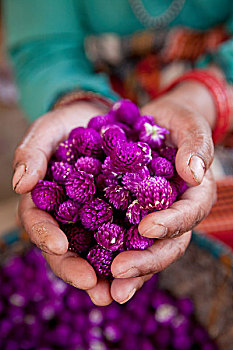 女人,拿着,染,花,加德满都,尼泊尔