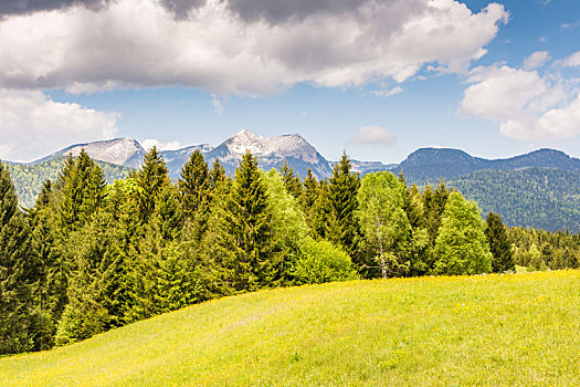 草场,阿尔卑斯山,巴伐利亚