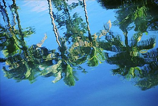 斐济,棕榈树,反射,平静,海洋,水,波纹