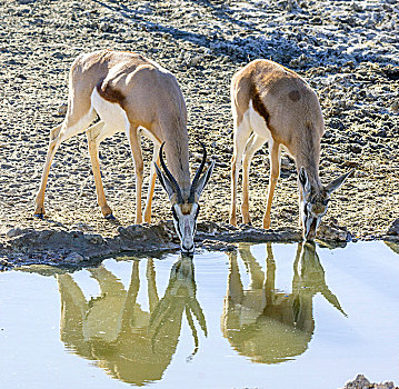 黑斑羚,高角羚属,喝,水潭,卡拉哈迪,国家公园,北角,南非,非洲