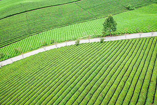 贵州省湄潭县永兴镇的中国西部万亩茶海茶垄线条