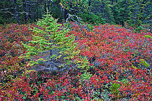 秋天,蓝莓,叶子,云杉,冷杉,松树,树林,山漠岛,阿卡迪亚国家公园,缅因