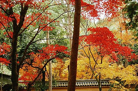 仰视,树,金阁寺,庙宇,京都,日本