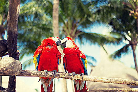 自然,动物,概念,情侣,红色,鹦鹉,坐,栖息