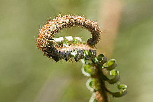 特写,剑蕨类植物,招展