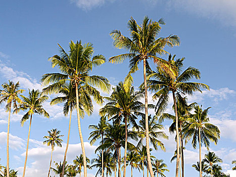 棕榈树,小树林,岛屿,安达曼海,南方,泰国,亚洲