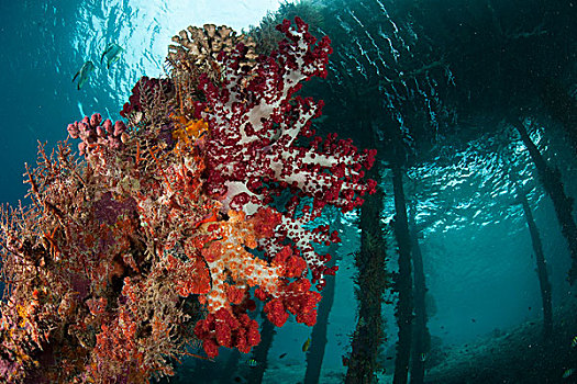 软珊瑚,装饰,腿,码头,四王群岛,印度尼西亚