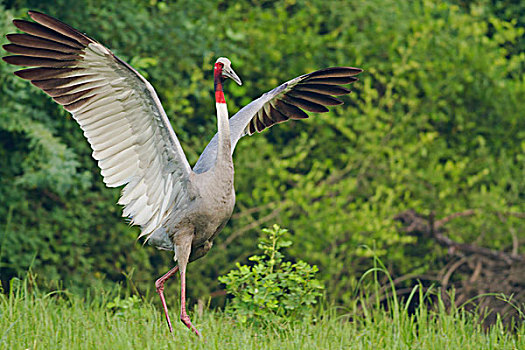 印度,鹤,振翅,盖奥拉迪奥,国家公园