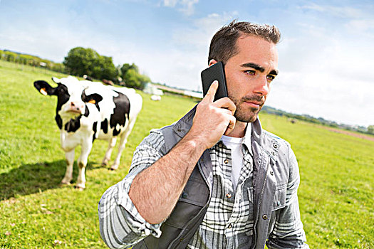 年轻,魅力,农民,草场,母牛,手机